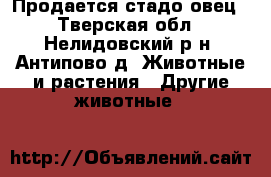 Продается стадо овец - Тверская обл., Нелидовский р-н, Антипово д. Животные и растения » Другие животные   